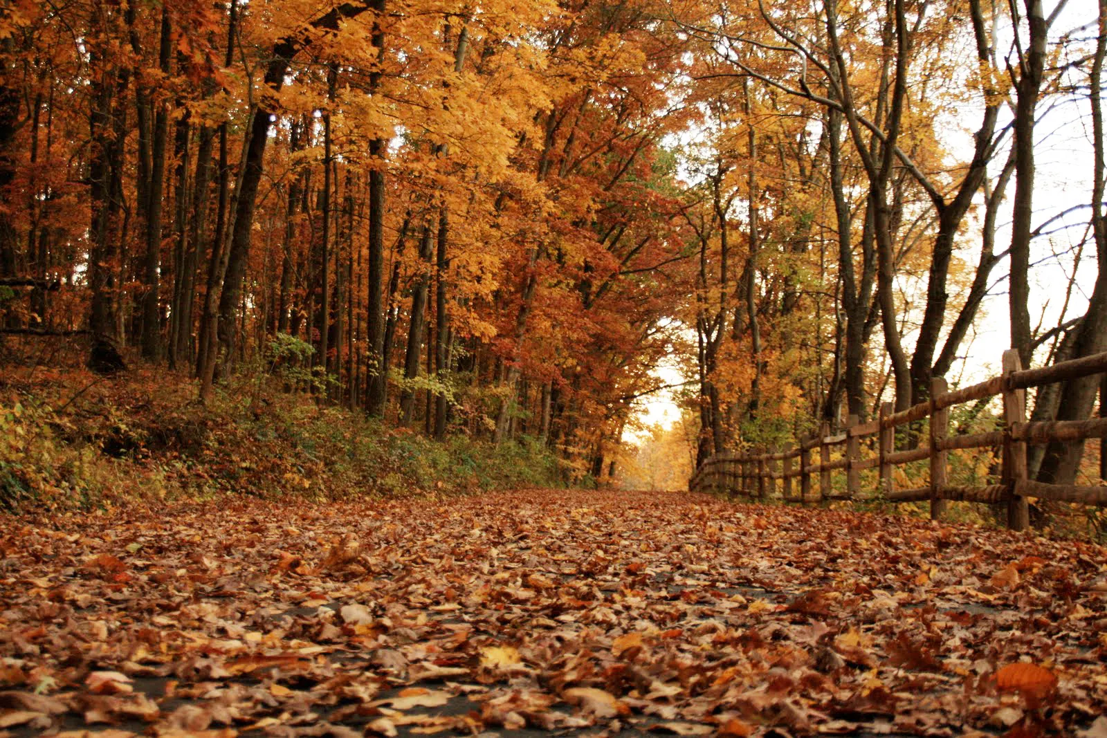 Autumn Road